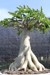 cây sứ ghép